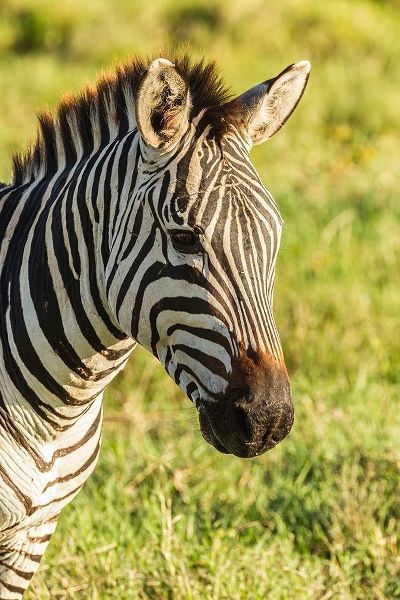 Africa-Tanzania-Ngorongoro Crater Plains zebra head